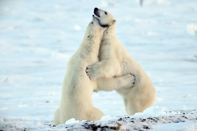 Про белых мишек фото превью