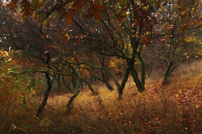 Угрюмая осень. фото превью