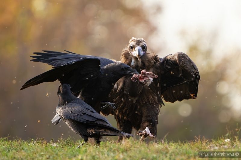 Черный гриф фото превью