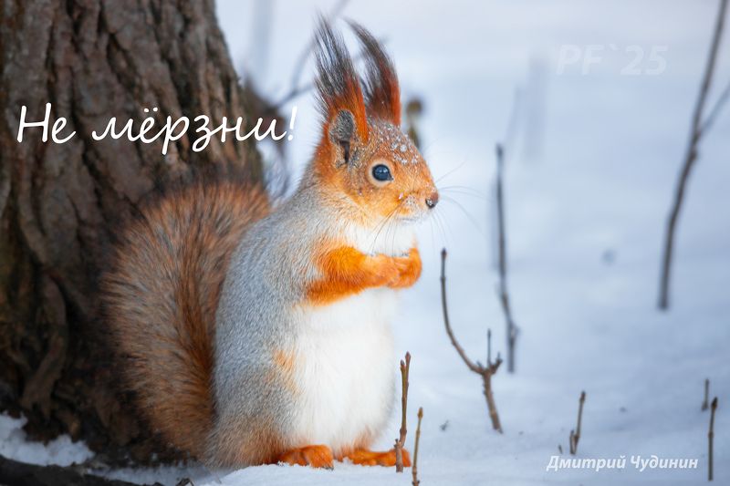 С Новым годом! фото превью