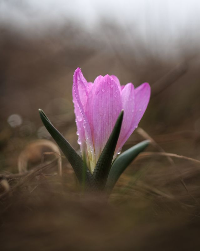 весна, растения, цветы, первоцветы, брандушка, bulbocodium versicolor Брандушка фото превью