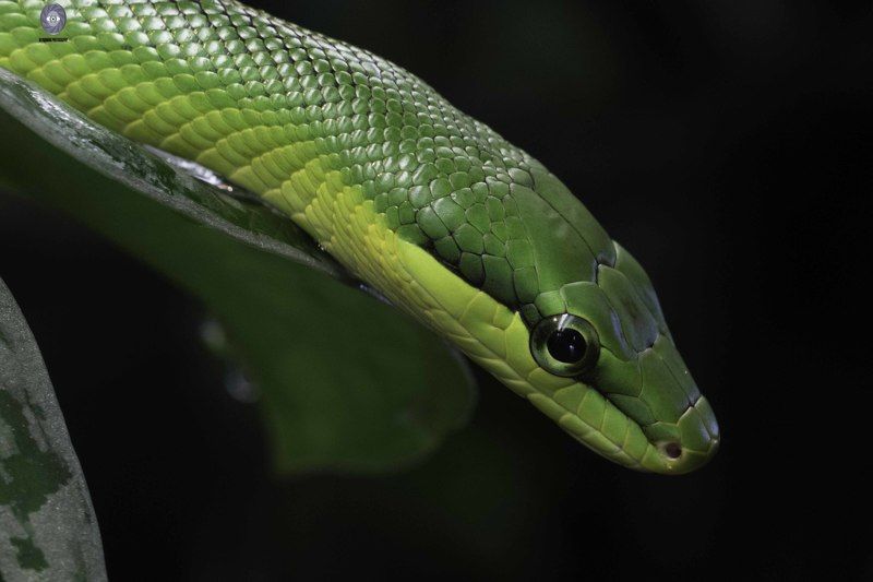 Snake- Gonyosoma oxycephalum фото превью