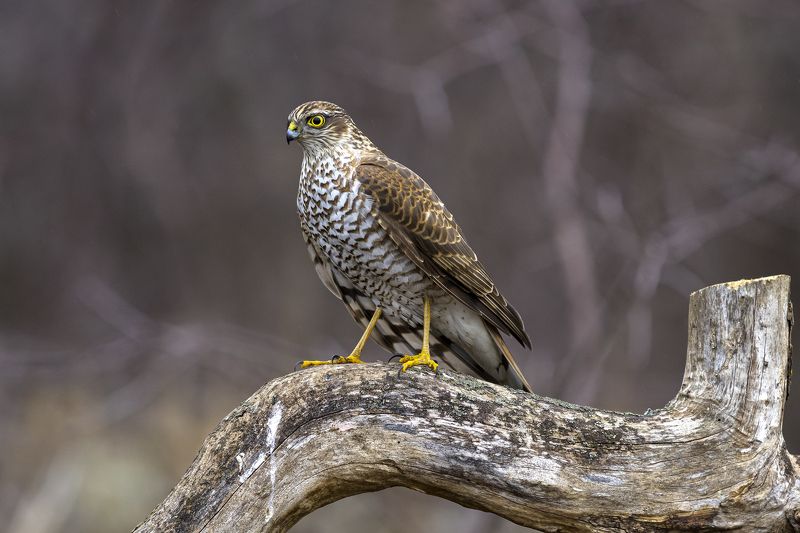 природа Ястреб-перепелятник фото превью