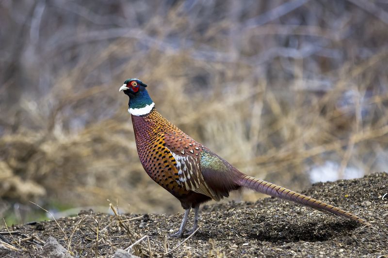 природа Фазаны фото превью