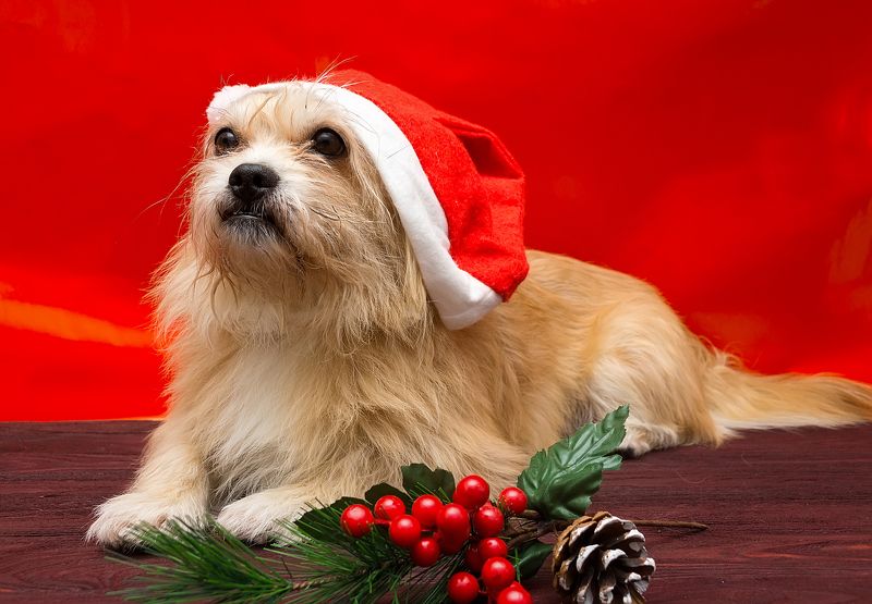 С Новым Годом!!! фото превью