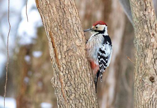 Белоспинный дятел