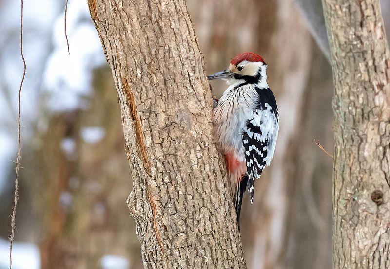 птицы, дятел, парк, зима Белоспинный дятел фото превью