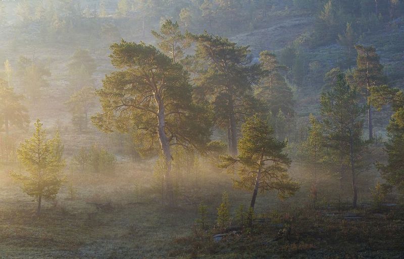 Morning fog фото превью