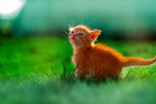 ginger kitten