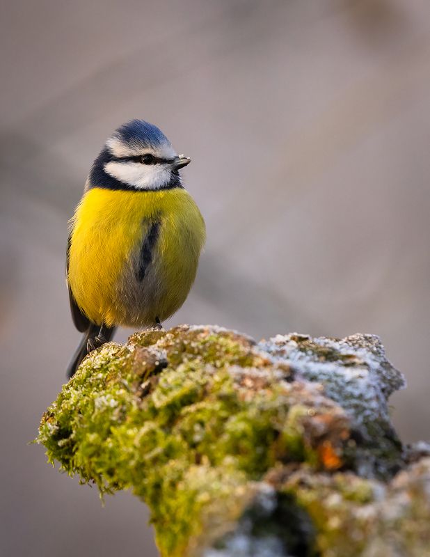 Titmouse фото превью