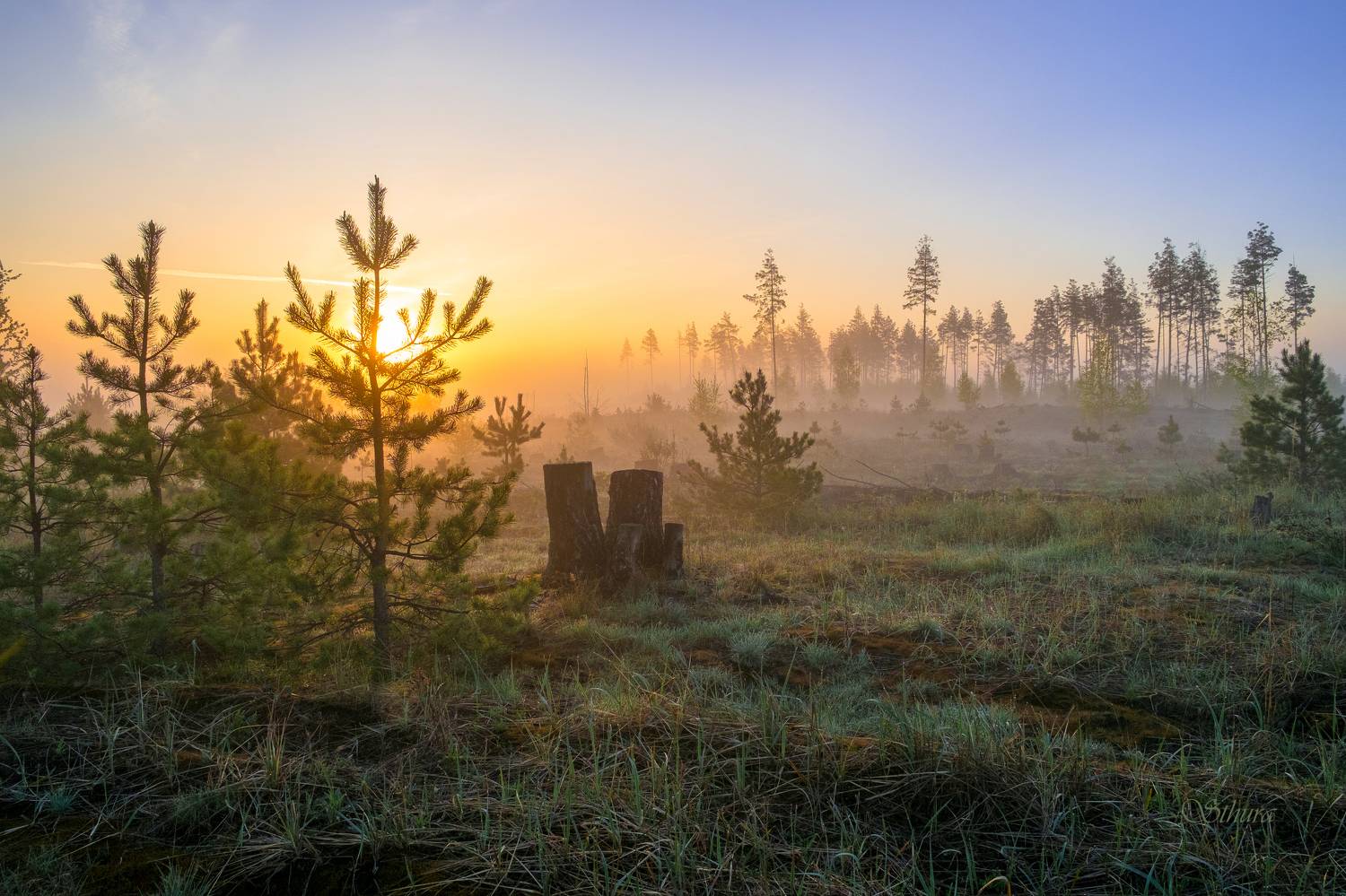 весна лес туман рассвет сосны пень, Александр Строков