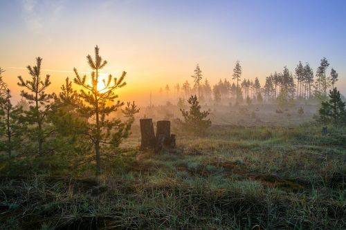 Утренний лес.