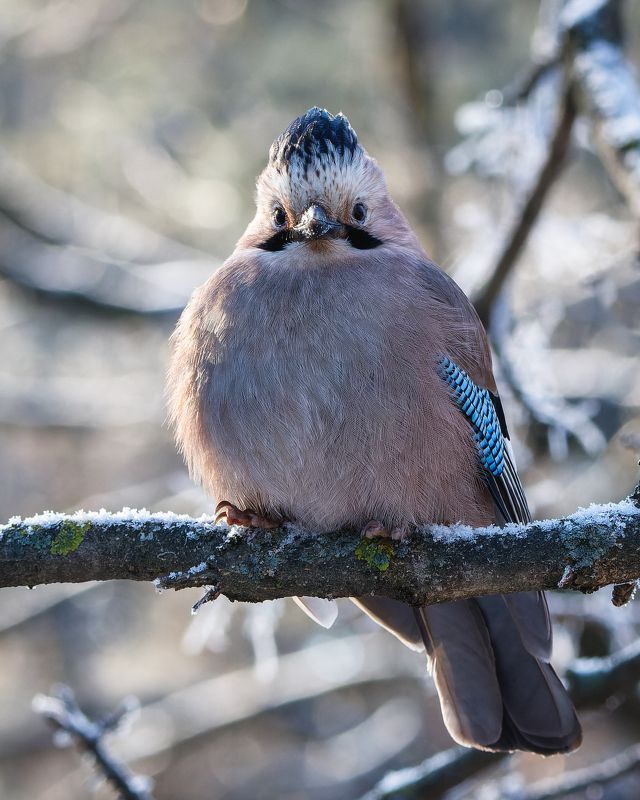 сойка, птицы, кисловодский парк, garrulus glandarius Озадаченная сойка фото превью
