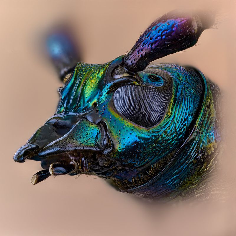 coleoptera, cerambycidae, aromia moshata, усач мускусный, muskusinis kvapūnas Мускусный фото превью