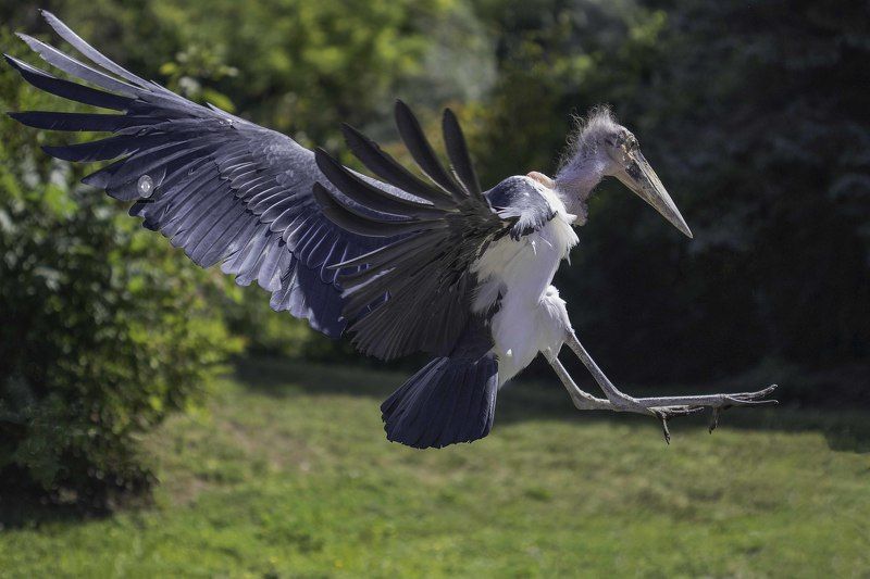 Marabou stork фото превью