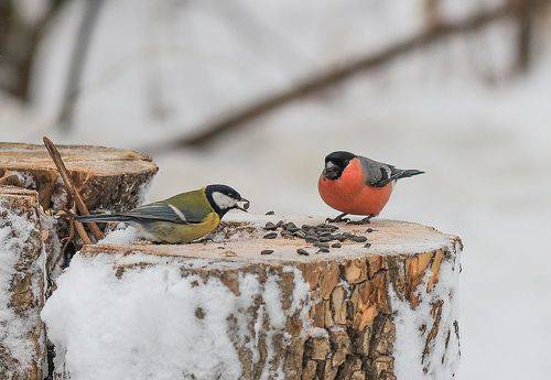 Птичья столовая