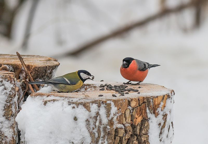 птицы, зима, семечки, пень, большая синица, снегирь Птичья столовая фото превью