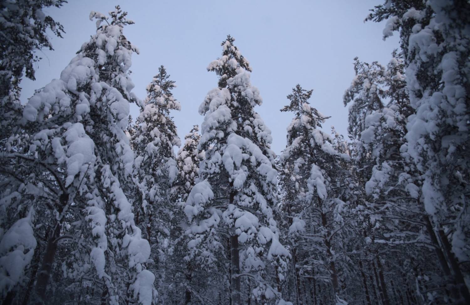 снег, зима, сосны, мороз, север, лес, сугробы, Алёна Салтыкова