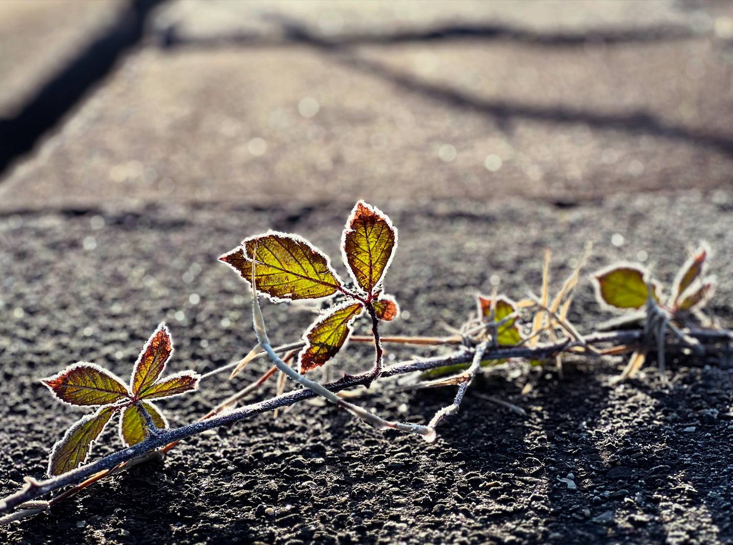 , Куликова Ирина