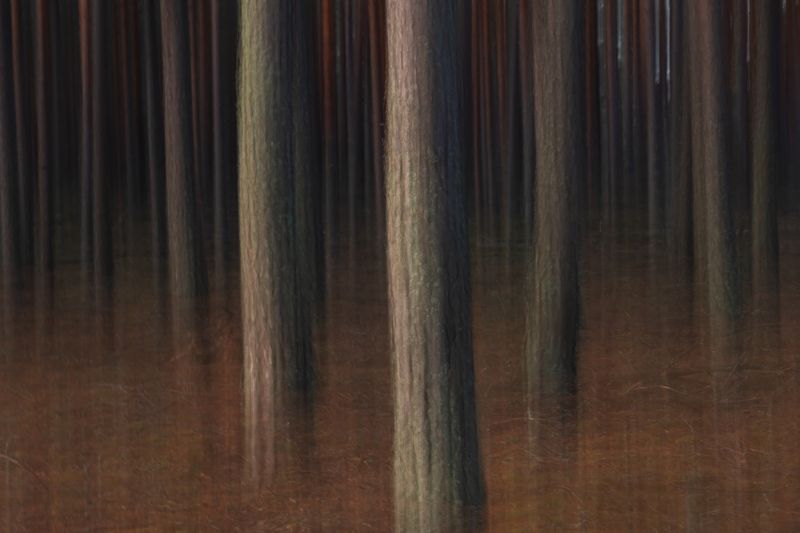 Ритмы рассветного леса фото превью