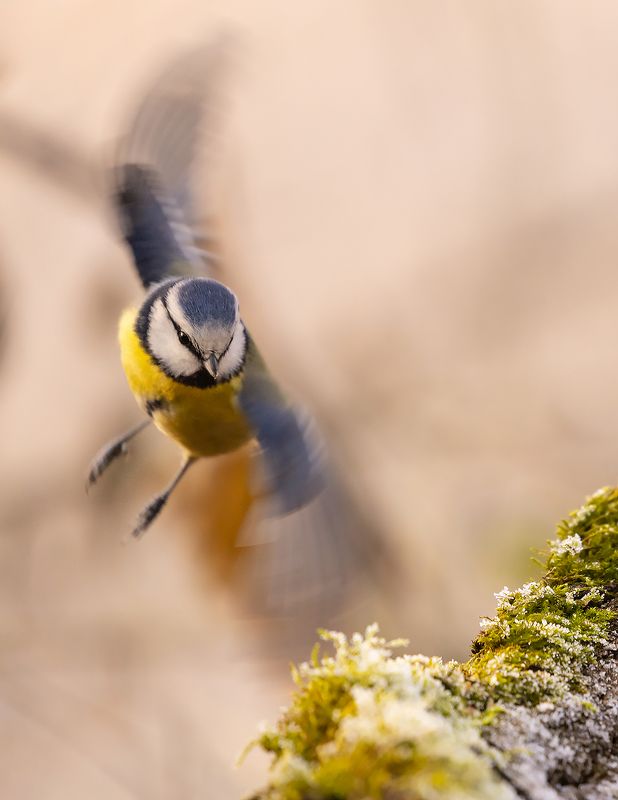 Titmouse фото превью