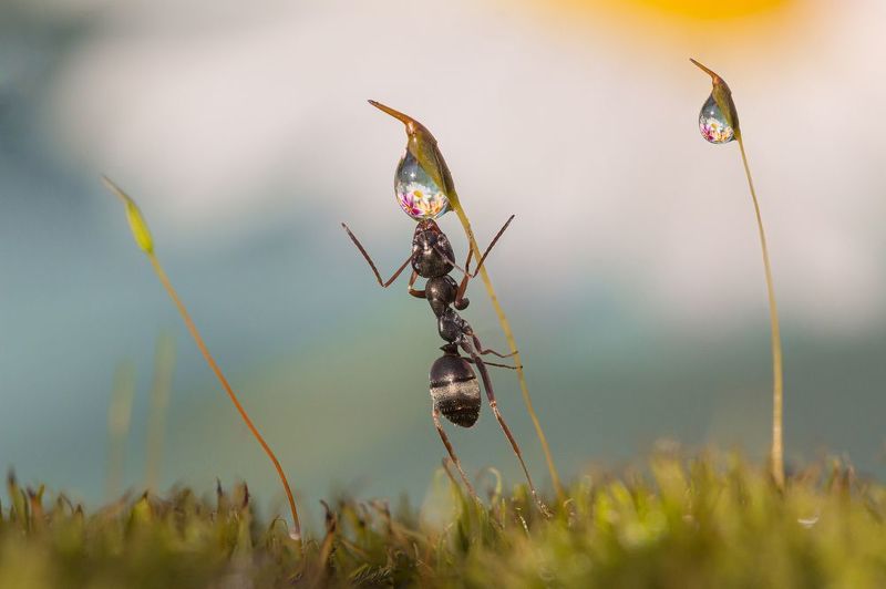 На цыпочках фото превью