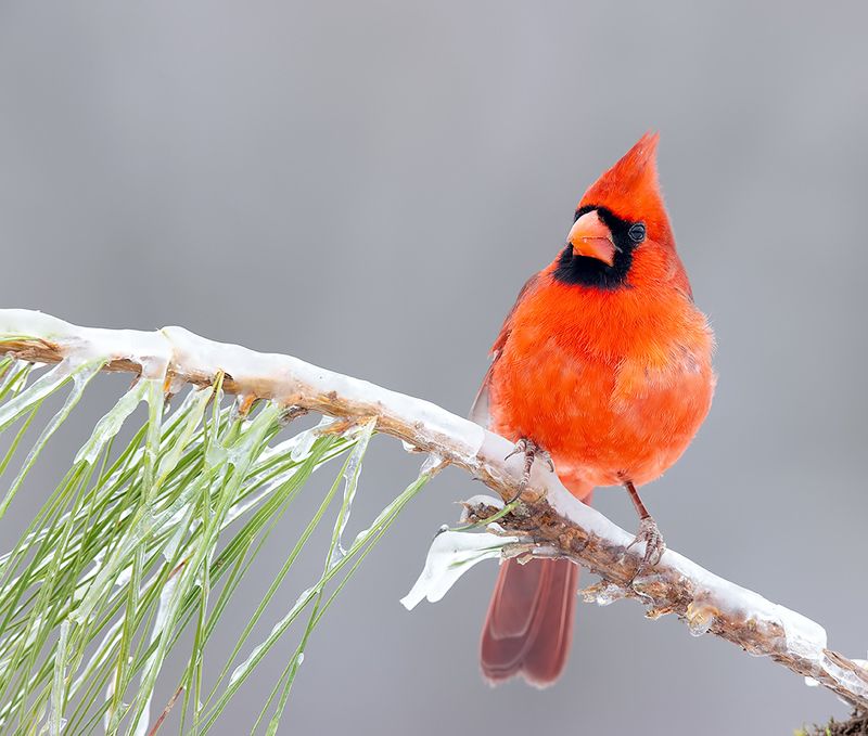 красный кардинал, northern cardinal, cardinal,кардинал, зима, winter bird С Новым Годом! Happy New Year! Красный кардинал фото превью