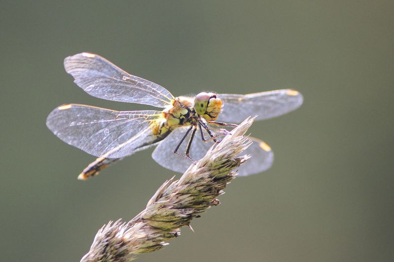 Sympetrum sanguineum фото превью