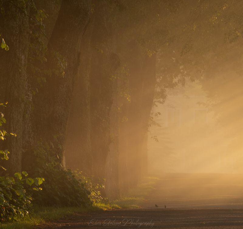пейзаж, аллея, туман, свет, солнце, рассвет Золотое утро фото превью