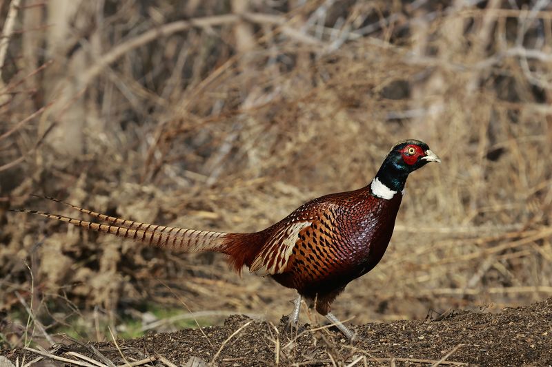 природа Фазан фото превью