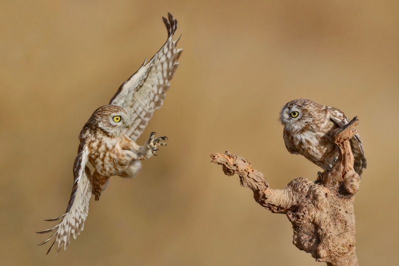 Little owls  фото превью