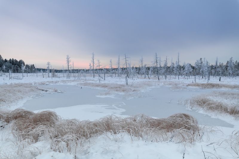 кольский, болото, мороз, закат Заморозки на болоте фото превью
