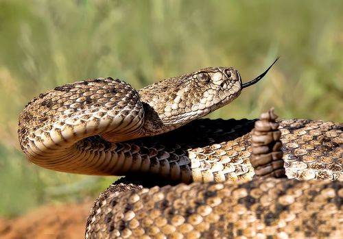 Happy New Year! С Новым Годом! Техасский гремучник -Western diamondback rattlesnake