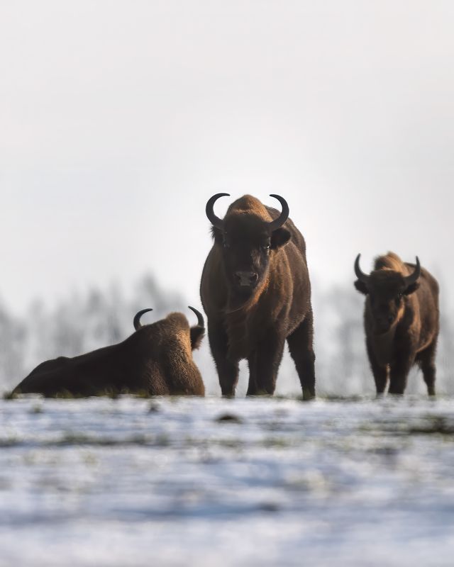 Три богатыря фото превью