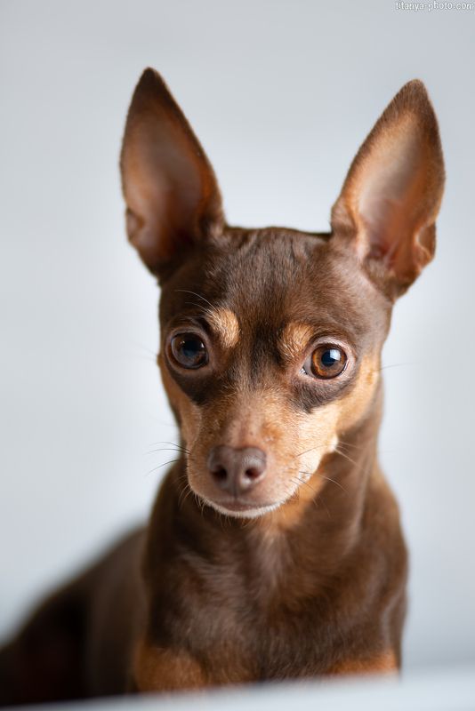 собака, русский той, портрет, мыслитель Портрет Габи. Взгляд \