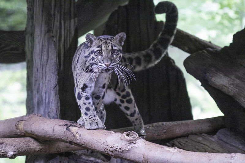 Clouded leopard in captivity. фото превью