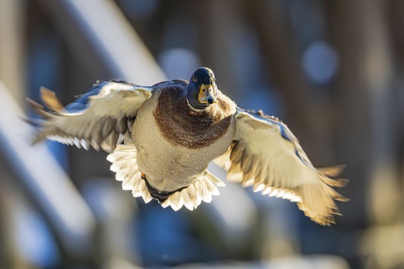 утка, кряква, полет, птицы Полет кряквы фото превью