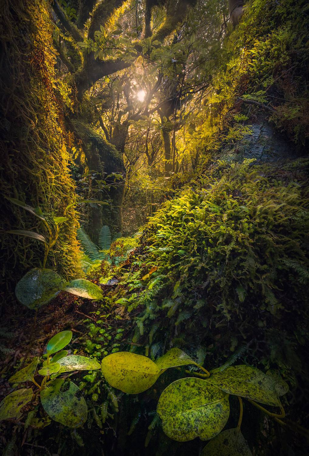 New zealand, taranaki, forest, landscape, travel, outdoors, Lukas Trixl