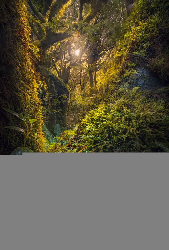 New zealand, taranaki, forest, landscape, travel, outdoors A Glimpse of Light  фото превью
