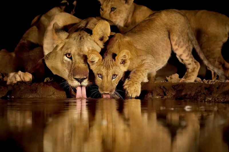 Семейный портрет фото превью