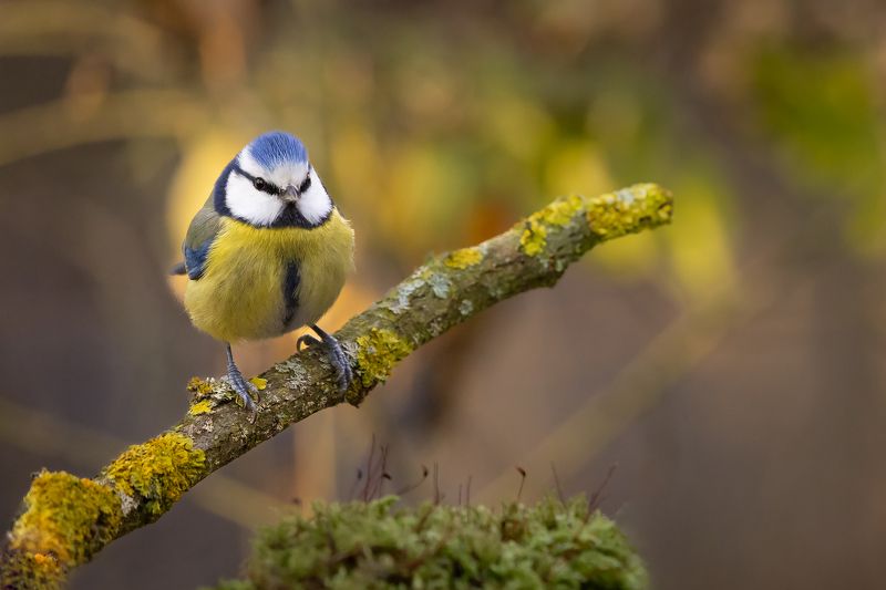 Titmouse фото превью