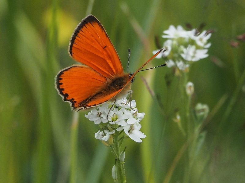 бабочки червонец огненный фото превью