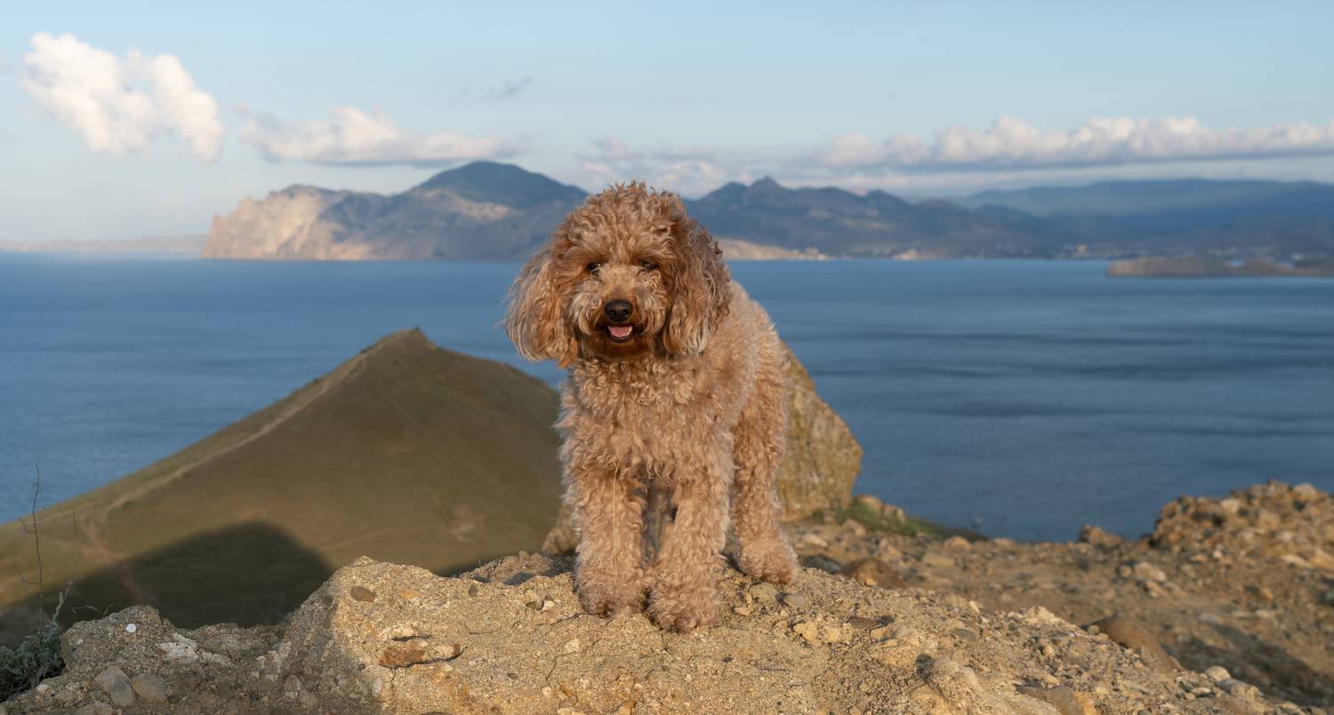 Россия, Крым, Феодосийский район, посёлок Орджоникидзе, бухта Провато, Кара-Даг, той-пудель, , Юрий Гаврилов