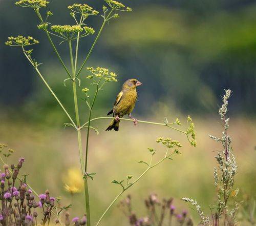 Зеленушки на лугу. (3 фото)