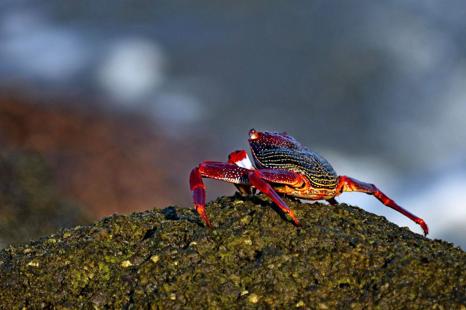 , Игорь Корнейчук