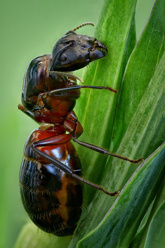 Красногрудый муравей-древоточец фото превью