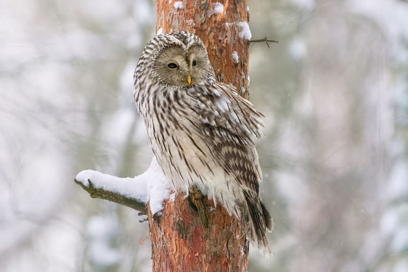 длиннохвостая неясыть,уральская неясыть,сова,ural owl,owl,Strix uralensis, Длиннохвостые неясыти фото превью