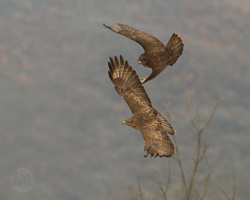 Канюк - Lens and Feathers фото превью