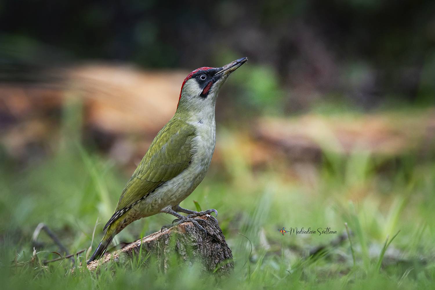 фотоохота, дятел,зелёный, Медведева Светлана
