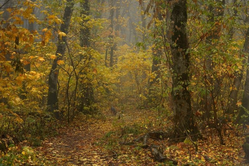 Осень фото превью
